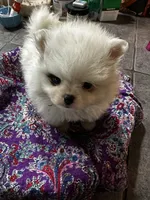 Meringue, a female Pomeranian for sale in Champlain, NY – 5 of 5