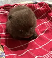 NESTLE, a male Pomeranian for sale in Champlain, NY – 4 of 4