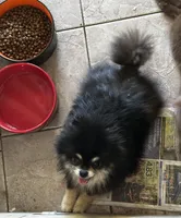 Drambuie, a male Pomeranian for sale in Champlain, NY – 3 of 5