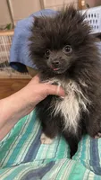 Drambuie, a male Pomeranian for sale in Champlain, NY – 1 of 5