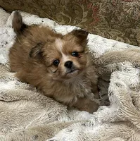 JASPER, a male Peek-A-Pom for sale in Champlain, NY – Photo 2 of 5