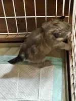 FIJI, a female Peekapoo and Pomeranian for sale in Champlain, NY – 2 of 5