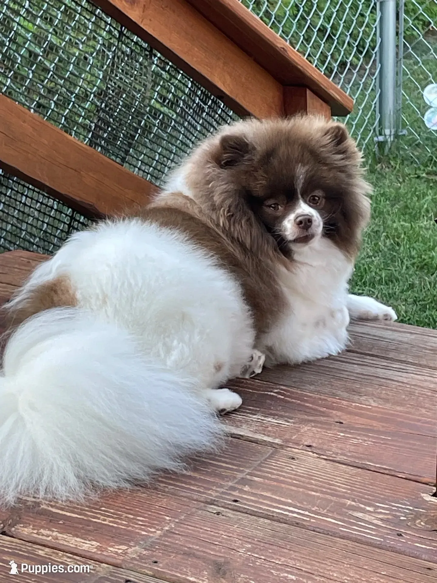 LAREDO, a male Pomeranian for sale in Champlain, NY – 8 of 8