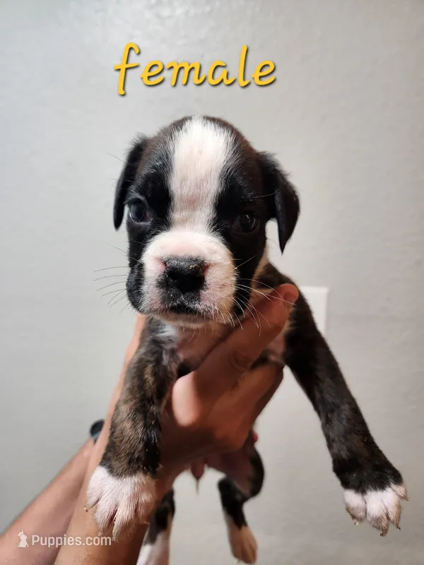 Boxer female  – Boxer puppy for sale in Conroe, TX