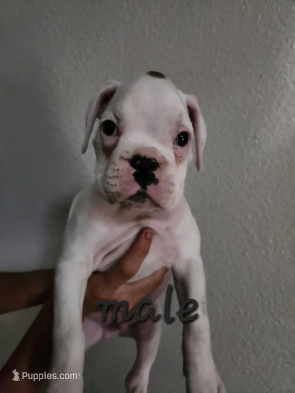 White Boxer  – Boxer puppy for sale in Conroe, TX