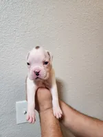 Boxers, a male Boxer for sale in Conroe, TX – 1 of 3