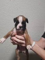 Boxers, a male Boxer for sale in Conroe, TX – 3 of 3