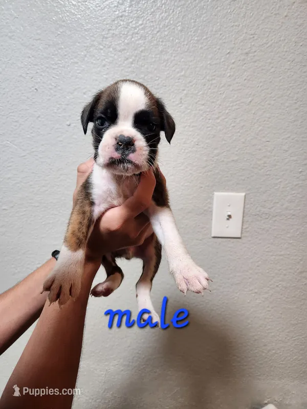 Male brindle  – Boxer puppy for sale in Conroe, TX
