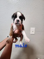 Male brindle , a male Boxer for sale in Conroe, TX – 1 of 1