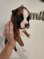 Boxers, a male Boxer for sale in Conroe, TX – 2 of 3
