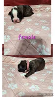 Boxer puppies, a male Boxer for sale in Conroe, TX – 2 of 5