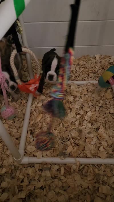 Boxer puppies , a female Boxer for sale in Conroe, TX – 1 of 1