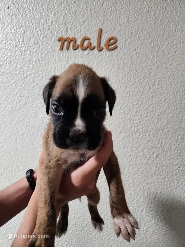 Brindle Male  – Boxer puppy for sale in Conroe, TX
