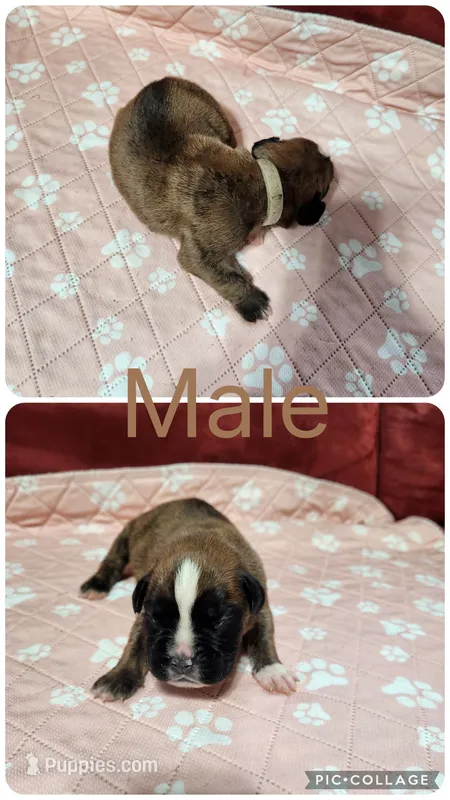 Boxer puppies – Boxer puppy for sale in Conroe, TX
