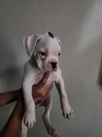 White Boxer , a male Boxer for sale in Conroe, TX – 3 of 3