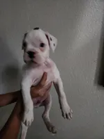 White Boxer , a male Boxer for sale in Conroe, TX – 2 of 3