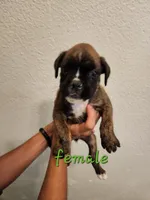 Boxer, a female Boxer for sale in Conroe, TX – 1 of 1
