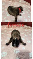 Boxer puppies, a male Boxer for sale in Conroe, TX – 5 of 5