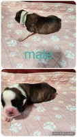 Boxer puppies, a male Boxer for sale in Conroe, TX – 3 of 5