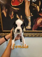 Boxer female , a female Boxer for sale in Conroe, TX – 1 of 1