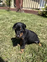 Hulk, a male Doberman Pinscher for sale in Murrieta, CA – 2 of 2