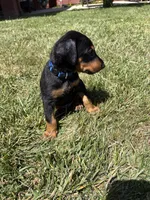 Mookie, a male Doberman Pinscher for sale in Murrieta, CA – 2 of 2
