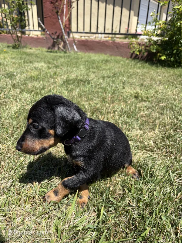 Hulk – Doberman Pinscher puppy for sale in Murrieta, CA