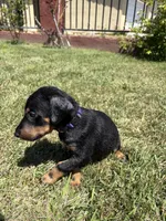 Hulk, a male Doberman Pinscher for sale in Murrieta, CA – 1 of 2