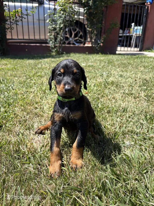 Hercules – Doberman Pinscher puppy for sale in Murrieta, CA