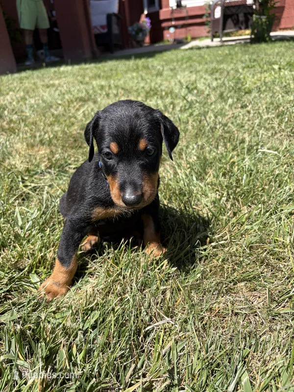 Mookie – Doberman Pinscher puppy for sale in Murrieta, CA