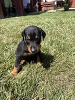 Mookie, a male Doberman Pinscher for sale in Murrieta, CA – 1 of 2