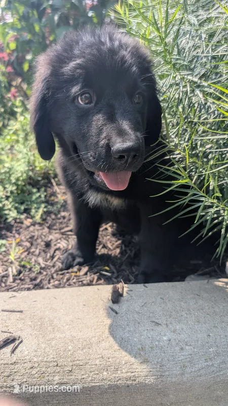 Sammy – Newfoundland puppy for sale in Cleveland, OH
