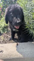 Sammy, a male Newfoundland for sale in Cleveland, OH – 5 of 8