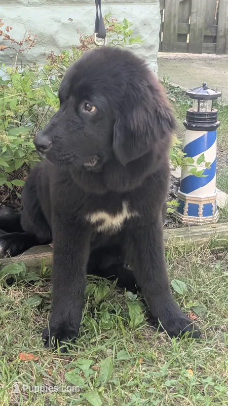 Luna – Newfoundland puppy for sale in Cleveland, OH
