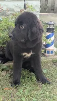 Luna, a female Newfoundland for sale in Cleveland, OH – 4 of 8