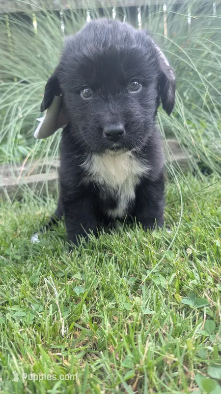 Elias – Newfoundland puppy for sale in Cleveland, OH