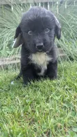 Elias, a male Newfoundland for sale in Cleveland, OH – 7 of 10