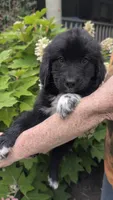 Francesca, a female Newfoundland for sale in Cleveland, OH – 1 of 6