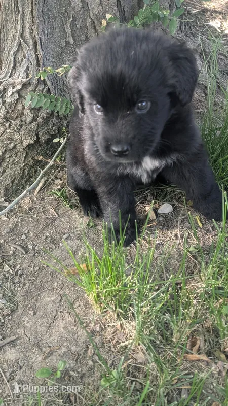 Luna – Newfoundland puppy for sale in Cleveland, OH