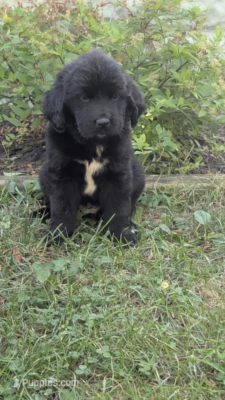 Ava – Newfoundland puppy for sale in Cleveland, OH