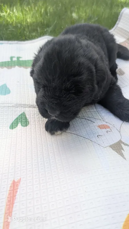 Arthur – Newfoundland puppy for sale in Cleveland, OH