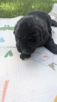 Arthur, a male Newfoundland for sale in Cleveland, OH – 1 of 6