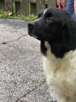 Sophie , a female Newfoundland for sale in Cleveland, OH – 10 of 10
