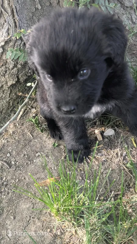 Luna – Newfoundland puppy for sale in Cleveland, OH
