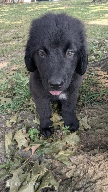 Sammy – Newfoundland puppy for sale in Cleveland, OH