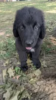 Sammy, a male Newfoundland for sale in Cleveland, OH – 3 of 8