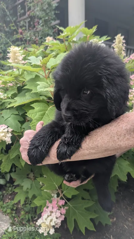 Puppertin – Newfoundland puppy for sale in Cleveland, OH