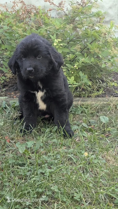 Ava – Newfoundland puppy for sale in Cleveland, OH