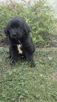 Ava, a female Newfoundland for sale in Cleveland, OH – 3 of 6