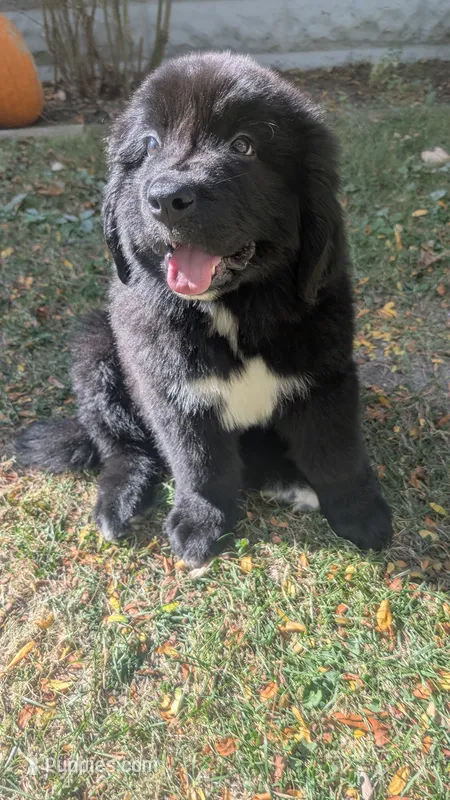 Arthur – Newfoundland puppy for sale in Cleveland, OH